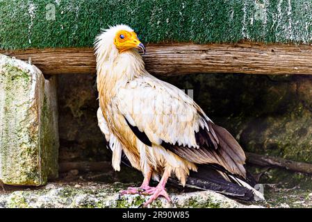 Aufnahme eines ägyptischen Vogelgartens (Neophron Percnopterus), auch Abanto, Guirre oder Ägyptische Vulture genannt, in einem Wildtierzentrum in Menorca Stockfoto