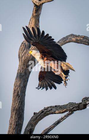 Der afrikanische Fischadler fährt am Baum vorbei Stockfoto