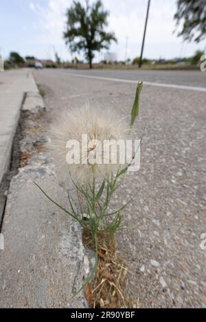 Westliche Schwarzwurzeln, die neben einem Straßenrand wachsen. Stockfoto