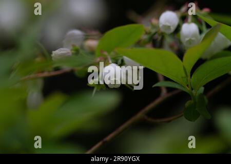 Eine schöne Nahaufnahme der weißen Vaccinium cespitosum-Blumen Stockfoto
