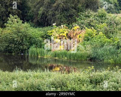 Riese Hogweed, Heracleum mantegazzianum, das am Ufer des Flusses Aire im Naturschutzgebiet Fairburn ings in der Nähe von Swillington, Yorkshire, Großbritannien, wächst Stockfoto