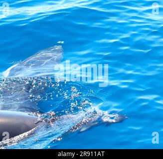 Gemeiner Delfin schwimmt im tiefblauen Ozean Stockfoto