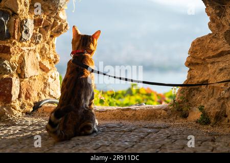 Eine bengalische Katze sitzt an der Leine und blickt durch ein Loch in einer Steinmauer in die Ferne. Stockfoto