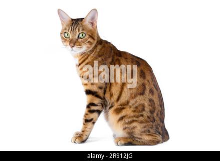 Hauskatze sitzt seitlich zur Kamera auf weißem Hintergrund. Geeignet zum Einfügen eines Bildes eines Katzengeschirrs. Stockfoto