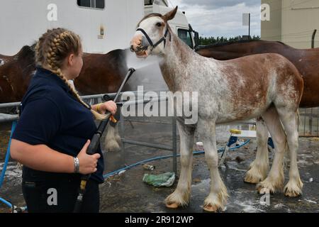 Edinburgh Scotland, Vereinigtes Königreich, 23. Juni 2023. Der zweite Tag der Royal Highland Show. Live-Nachrichten von sst/alamy Stockfoto