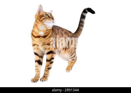 Eine Hauskatze, die auf weißem Hintergrund steht, schaut nach oben und hebt ihre Hinterpfote. Stockfoto