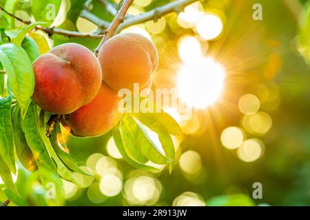 Reife süße Pfirsichfrüchte auf dem Baum Stockfoto
