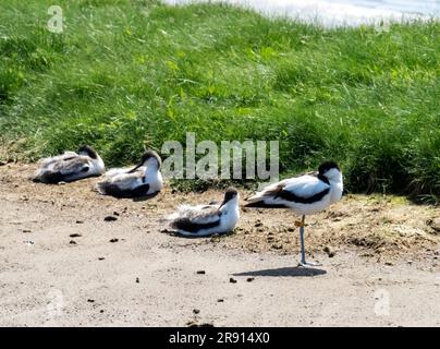 Pied Avocet, Recurvirostra avosetta Chicks in Leighton Moss, Silverdale, Lancashire, Vereinigtes Königreich. Stockfoto