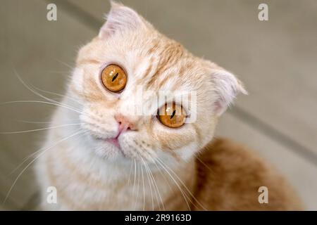 Hungrige schottische Faltkatze mit orangefarbenen Augen, die aufblickte und auf Essen wartete Stockfoto