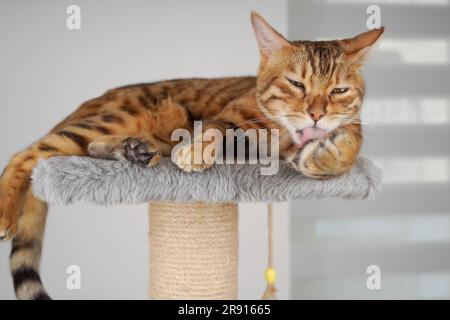 Bengalkatze liegt auf einem Kratzbaum und leckt seine Pfote. Stockfoto