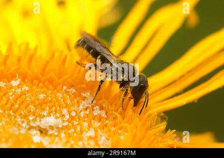 Natürliche Nahaufnahme einer kleinen weiblichen, großköpfigen, gepanzerten Biene, Heriades truncorum, auf einer gelben Alant, Inula officinalis, Blume im Garten Stockfoto