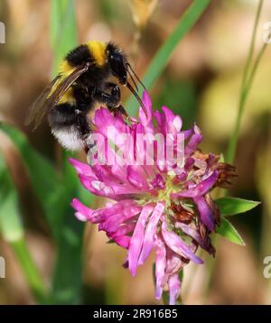 Nahaufnahme einer Weißschwanzbiene (Bombus lucorum) auf einem Löwenzahn Stockfoto