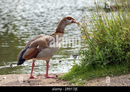 Ausgewachsene ägyptische Gans hat eine interessante Vegetation gefunden Stockfoto