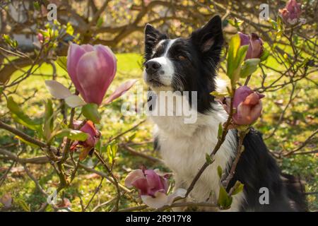 Gehorsamer Grenzcollie mit Magnolia Tree. Frühlingsporträt von süßem Schwarzen und Weißen Hund im Park. Stockfoto