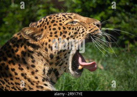 Javan Leopard gähnt im Zoologischen Garten. Nahaufnahme von Panthera Pardus Melas im Zoo. Wildkatze mit grünem Hintergrund. Stockfoto