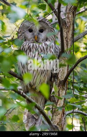 Uraleule (Strix uralensis) hoch oben in Birkenbäumen auf der Taiga, einheimisch in Skandinavien, montanem Osteuropa und Russland Stockfoto