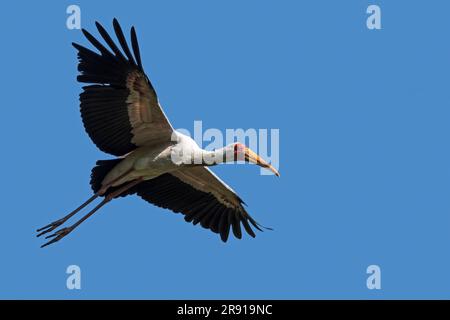 Gelbschnabelstorch/HolzIbis (Mycteria ibis) im Flug gegen den blauen Himmel, afrikanischer Watvogel, der im Süden der Sahara und Madagaskar heimisch ist Stockfoto