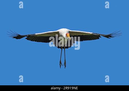 Gelbschnabelstorch/HolzIbis (Mycteria ibis) im Flug gegen den blauen Himmel, afrikanischer Watvogel, der im Süden der Sahara und Madagaskar heimisch ist Stockfoto