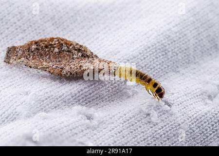 Wandmottenlarven oder Kleidermotten, ernähren sich von Fell, Wolle, abgestorbenen Hautfragmenten, Haare und Papier. Pierces gelagert und alte Kleidung, Notwendigkeit für die Erkennung Stockfoto