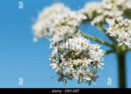 Futterkäfer mit geschwollenem Oberschenkel (Oedemera nobilis) Stockfoto