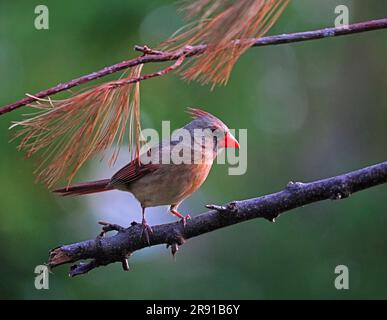 Nördliche Kardinal weiblich im Morgenlicht in Michigan. Stockfoto