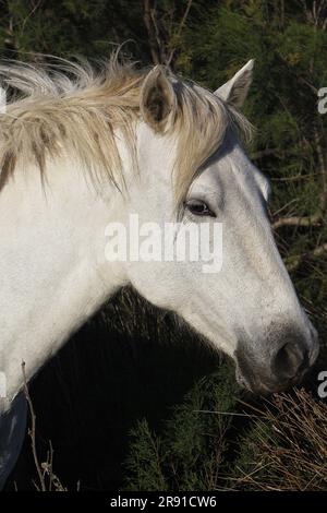 Camargue Horse, Porträt des Erwachsenen, Saintes Marie de la Mer im Süden Frankreichs Stockfoto