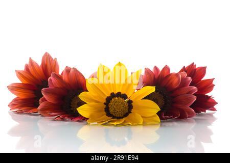 Wunderschöne rote und gelbe Gazania-Blumen isoliert auf weißem Hintergrund. Stockfoto
