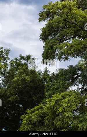 Ein Akazienbaum, grün und wunderschön im Sommer. Stockfoto