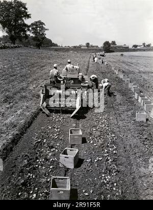 Landisville, Pennsylvania: 22. August 1936 Ein Caterpillar Diesel RD4-Traktor, der einen 2-reihigen Kartoffelgräber aus der Eisenzeit auf einem Bauernhof zieht. Es sind 25 bis 30 Pflücker nötig, um mit dem Bagger Schritt zu halten. Stockfoto