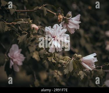 Blumen im italienischen öffentlichen Garten Stockfoto