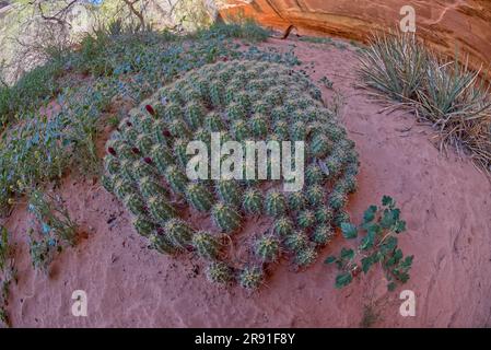 Eine große Ansammlung von Kakteen, die auf einem Pfad im Deer Canyon zwischen der Sipapu Bridge und den Ruinen des Horse Collar am Natural Bridges National Monu wachsen Stockfoto