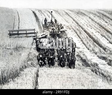 Walla Walla, Washington: 27. September 1934 Ein zwanzig-Maultiere-Mähdrescher, der Weizen erntet. Diese riesigen Maschinen schneiden, dreschen und sägen den Weizen in einem Arbeitsgang. Stockfoto