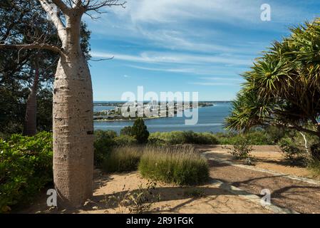 Blick auf die Stadt Perth vom Kings Park Botanical Gardens Stockfoto