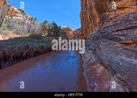 Das schlammige Wasser des Deer Canyon Creek im Natural Bridges National Monument Utah. Dieser Blick liegt zwischen den Ruinen des Kragen und der Kachina-Brücke. Stockfoto