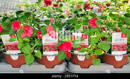 Supermarkt Gartencenter Topfpflanzen zum Verkauf Regal Stockfoto