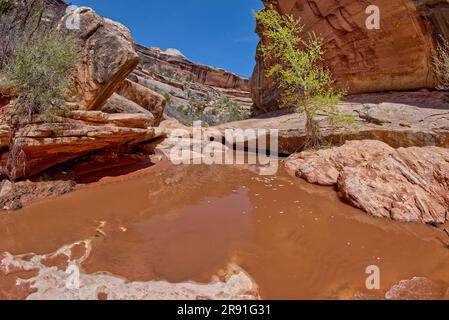 Ein kleiner Wasserfall in der Nähe der Kachina Bridge im Deer Canyon am Natural Bridges National Monument Utah. Stockfoto