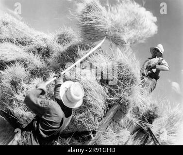 Topeka, Kansas: ca. 1934 Bauern, die Weizen auf einem Wagen stapeln, der dann zur Dreschmaschine gebracht wird. Stockfoto