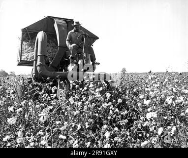 Scott, Mississippi: Juni 1959 Ein mechanischer Baumwollpflücker in Betrieb für die Delta and Pineland Company. Er kann so viel Baumwolle wie vierzig Pflücker aufnehmen. Stockfoto