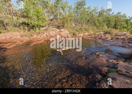 Eine Frau schwimmt auf ihrem Rücken in den Süßwasser-Felsenpools des Buley Rockhole im Litchfield National Park in Australien Stockfoto