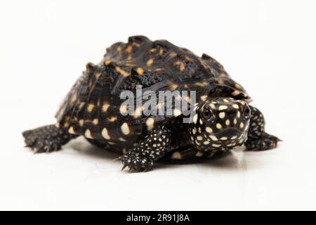 Die schwarze Teichschildkröte (Geoclemys hamiltonii), die gefleckte Teichschildkröte oder die indische Fleckschildkröte isoliert auf weißem Hintergrund Stockfoto