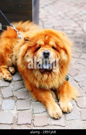 Porträt eines großen roten Hundes. Der Hund sieht nach vorne und lächelt. Stockfoto