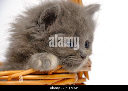 Kleines graues und flauschiges Kätzchen schaut aus dem Korb.auf weißem Hintergrund isolieren Stockfoto