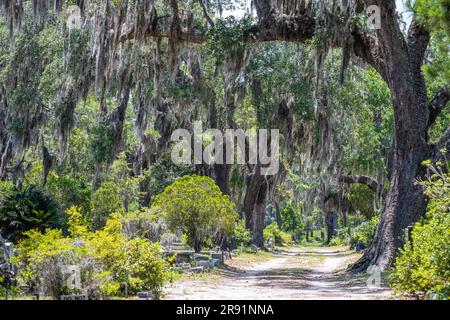 Auf dem historischen Bonaventure Cemetery in Savannah, Georgia, gibt es viele südliche Eichen mit spanischem Moos. (USA) Stockfoto