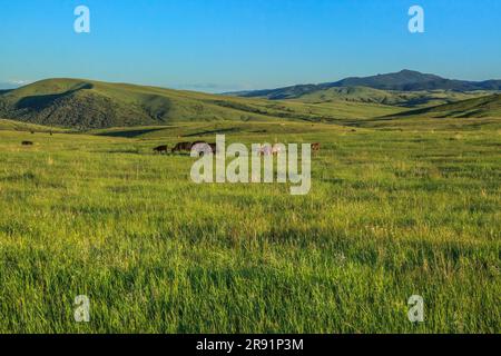 Rinder grasen in den Ausläufern der Granatreichweite bei Garnison, montana Stockfoto