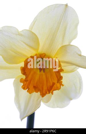WA24316-00... WASHINGTON - Daffodil Stockfoto
