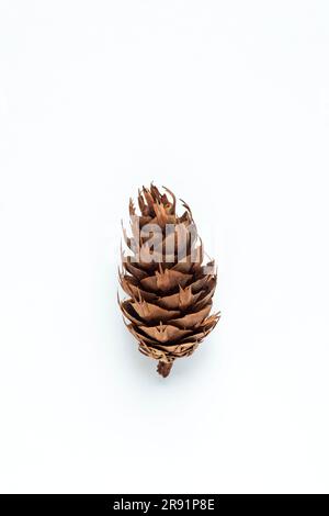 WA24323-00... WASHINGTON - Douglas-Tannenzapfen. Stockfoto