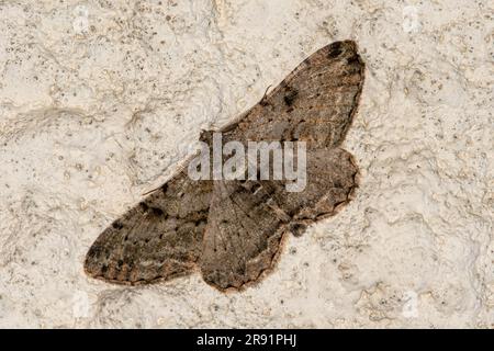 Willow Beauty Moth (Peribatodes rhomboidaria), England, Vereinigtes Königreich Stockfoto