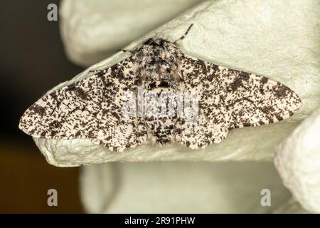 Pfefferkotte (Biston betularia) im Juni in einer Gartenmottenfalle in Hampshire, England, Großbritannien gefangen Stockfoto