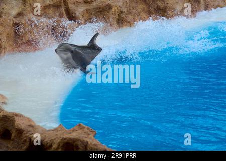 Delfine gleiten entlang des Strandes mit einer Felswand. Stockfoto