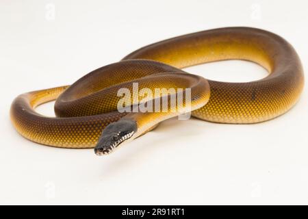 Goldene Albertisi, weiße Lippenschlange (Leiopython albertisi), isoliert auf weißem Hintergrund Stockfoto